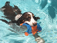 Hydrotherapy for dogs through deep water swimming