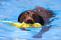 Dog swimming in our hydrotherapy pool