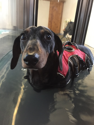 Spencer on the underwater treadmill
