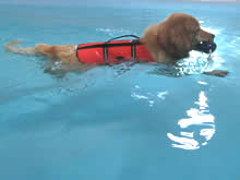 A life jacket gives the dog confidence