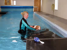 A life jacket gives the dog confidence