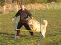 Dog Agility Training