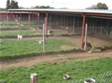 Each boarding kennel has a spacious dog run attached.