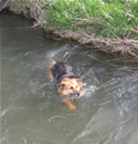 Swimming in the river on Summer Days