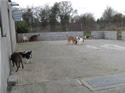 Enclosed playground for the dogs to interact and play